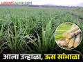 ऊसाला पाणी कमी पडतंय.. हे करा आणि ऊसाची पाण्याची गरज भागवा - Marathi News | Sugarcane is getting less water.. Do this and fill the water requirement of sugarcane crop | Latest agriculture News at Lokmat.com