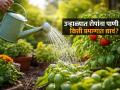 उन्हाळ्यात रोपांना पाणी कधी आणि किती प्रमाणात द्यावं? रोपांच्या वाढीसाठी खास टिप्स- पालवी फुटून येईल नव्याने बहर - Marathi News | Summer Gardening Tips Best time to water plants in summer How to keep plants green in hot weather Container gardening summer care | Latest sakhi News at Lokmat.com