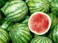 अकोल्याचे टरबूज-खरबूजही जाणार आखाती देशात! - Marathi News | watermelon-melon of akola in gulf country! | Latest akola News at Lokmat.com