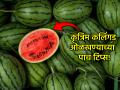 Summer Special: उन्हाळा सुरू होतोय! रसाळ, गोड आणि केमिकल फ्री कलिंगड निवडण्याच्या ५ टिप्स  - Marathi News | Summer Special: Summer is starting! 5 tips for choosing juicy, sweet and chemical-free watermelons | Latest sakhi News at Lokmat.com