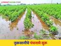 Heavy Rain Damage : साहेब नुसते पंचनामे नको ; ठोस मदत करणार तरी कधी? - Marathi News | Heavy Rain Damage: Sir, don't do only Panchnama; When will concrete help? | Latest agriculture News at Lokmat.com