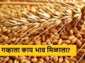 Wheat Market : आज 2189 गव्हाला काय बाजारभाव मिळाला? वाचा सविस्तर दर  - Marathi News | Latest News What was the market price of 2189 wheat today? Read detailed rates | Latest agriculture News at Lokmat.com