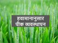 मराठवाड्यात तापमान कसे राहील? त्यानुसार पिकांची काळजी कशी घ्यायची? वाचाच - Marathi News | How will the temperature be in Marathwada? How to take care of crops | Latest agriculture News at Lokmat.com
