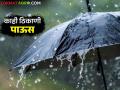 Maharashtra Weather Update : आज 'या' जिल्ह्यात जोरदार बरसणार; IMD चा रिपोर्ट वाचा सविस्तर  - Marathi News | Maharashtra Weather Update : It will rain heavily in some district today; Read IMD's report in detail  | Latest agriculture News at Lokmat.com