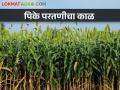कुठे फुलोऱ्यात, कुठे काढणीला, तळपत्या उन्हात पिकांची अवस्था कशी बदलत जाते?   - Marathi News | Latest News Climate Change effect of temperature rise on rabi crops? | Latest agriculture News at Lokmat.com