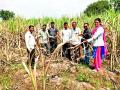 ऊस पिकावर हुमणीचा प्रादुर्भाव - Marathi News | Infernal growth on sugarcane crop | Latest pimpri-chinchwad News at Lokmat.com