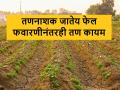 Kharif Perani: फवारणीनंतरही पिकांत ‘तणकट’ कायम, शेतकरी झाले हैराण - Marathi News | Kharif Perani: 'Weeds' persist in crops even after spraying, farmers are shocked | Latest agriculture News at Lokmat.com