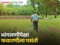 शेतमजुर मिळेनात भांगलणीपेक्षा फवारणीच सोपी; तणनाशक वापरात वाढ - Marathi News | Spraying is easier than weeding if farm laborers are not available; Increase in herbicide use | Latest agriculture News at Lokmat.com