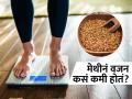 वजन लवकर कमी करण्यासाठी मेथीच्या दाण्यांचा 'असा' करा उपयोग, काही दिवसांत दिसेल फरक! - Marathi News | How to use fenugreek seeds for weight loss? | Latest sakhi News at Lokmat.com