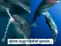सगळीकडे पाणीच पाणी मग व्हेल समुद्राखाली आपल्या पिल्ल्याला दूध कसं पाजते? 'निसर्गाचा चमत्कार' पाहून व्हाल अवाक्... - Marathi News | | Latest jarahatke News at Lokmat.com