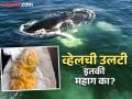 सोन्यापेक्षाही महाग असते व्हेल माशाची घाणेरडी उलटी, कारण वाचून व्हाल अवाक्! - Marathi News | Whale vomit costlier than gold, reason will shock you | Latest jarahatke News at Lokmat.com