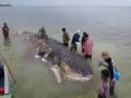 इंडोनेशियात व्हेल माशाचा मृत्यू; पोटात सापडलं 6 किलो प्लास्टिक - Marathi News | dead whale found in indonesia had swallowed 1000 pieces of plastic | Latest international News at Lokmat.com