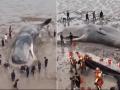 समुद्र किनारी अडकला महाकाय मासा, 20 तास चालले बचावकार्य; पाहा VIDEO - Marathi News | Giant whale stranded on the beach, rescue operation lasted 20 hours; Watch VIDEO | Latest jarahatke News at Lokmat.com