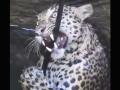 नाशिक- भक्ष्याचा पाठलाग करताना शेतातील विहिरीत बिबट्या पडला - Marathi News | nashik- leopard fell down in well | Latest nashik Videos at Lokmat.com