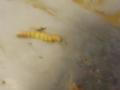 पुण्यातील नामांकित एसपीज बिर्याणी हाऊसच्या जेवणात आढळली अळी - Marathi News | The larvae found in the SP's Biryani House meal | Latest pune News at Lokmat.com