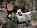 माेटारीवर पडले झाड ; गाडीचे माेठे नुकसान - Marathi News | The tree fell on the car | Latest pune News at Lokmat.com