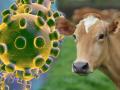 Coronavirus : ...म्हणून गायीच्या दुधापेक्षा गोमूत्र, शेणाला मिळतोय इतका भाव - Marathi News | corona virus cow dung and urine selling at 500 rupees per kg SSS | Latest national News at Lokmat.com