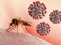 CoronaVirus :डास चावल्यानं सुद्धा पसरतो कोरोना, किती तथ्य आहे यात ? - Marathi News | CoronaVirus : know facts The mosquito bite also spreads Corona | Latest health News at Lokmat.com