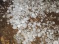 वणी उपविभागात गारपिटीसह पाऊस - Marathi News | Rain with hail in the Wani subdivision | Latest yavatmal News at Lokmat.com