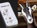 Coronavirus: Shocking! Goat and fruit test positive for Coronavirus in Tanzania - Hindi News | Coronavirus: Shocking! Goat and fruit test positive for Coronavirus in Tanzania | Latest international Photos at Lokmattimes.com