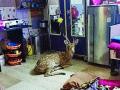 पवई येथील हनुमान टेकडी परिसरातील घरात हरण पडले   - Marathi News | The deer fell into a house in the Hanuman Hill area of Powai | Latest mumbai News at Lokmat.com