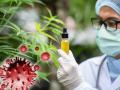 CoronaVirus 'बदनाम' भांग उतरवणार कोरोनाची झिंग; वाढ रोखण्यावर 'या' देशात संशोधन - Marathi News | marijuana can control CoronaVirus increase in human body; big research in Canada hrb | Latest international Photos at Lokmat.com