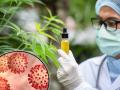 Marijuana for COVID-19: Canadian research says extracts from the drug could fight coronavirus - Hindi News | Marijuana for COVID-19: Canadian research says extracts from the drug could fight coronavirus | Latest health Photos at Lokmattimes.com