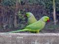 अर्जेंटिनाचं युद्ध आता पोपटांशी! - Marathi News | argentina war with parrots | Latest editorial News at Lokmat.com