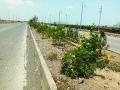 दोन लाख फुलझाडांनी बहरणार जेएनपीटी महामार्ग - Marathi News | JNPT highway to blossom with two lakh flowers | Latest raigad News at Lokmat.com