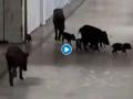 CoronaVirus News : धक्कादायक! कोरोना रुग्णालयात डुक्करांचा मुक्त संचार; Video जोरदार व्हायरल - Marathi News | CoronaVirus Marathi News Pigs Roam Freely Corridors COVID19 Hospital Karnataka | Latest national News at Lokmat.com