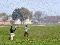 चिंता वाढली! कोरोना पाठोपाठ देशावर येतंय आणखी एक मोठं संकट - Marathi News | locust swarms from somalia to india in next 2 weeks fao warns | Latest national News at Lokmat.com