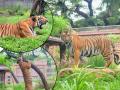 मुंबईचा वाघ! राणीच्या बागेतून थेट 'शक्ती' प्रदर्शन - Marathi News | Tiger Shakti showing his antics at Mumbai Zoo | Latest environment Photos at Lokmat.com