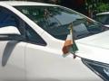 भाजपा मंत्र्यांनी सरकारी गाडीवर लावला उलटा 'तिरंगा' अन्... - Marathi News | bhopal culture minister usha thakur apologizes for inverted national flag tiranga | Latest national News at Lokmat.com
