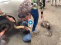 Video : बापरे! गाडीच्या चाकामध्ये अकडला १४ फुट लांब अजगर; पाहा 'कसा' बाहेर काढला - Marathi News | Python stuck in car wheels this is how volunteers saved his life video goes viral | Latest social-viral News at Lokmat.com