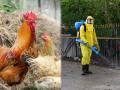 What is Bird Flu? How to stay away from the virus - Hindi News | What is Bird Flu? How to stay away from the virus | Latest national Photos at Lokmattimes.com