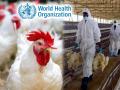 Bird Fluचा कहर, चिकन व अंडी खाणाऱ्यांनी वेळीच व्हा सावध, अशी घ्या काळजी; WHOचा मोलाचा सल्ला - Marathi News | bird flu outbreak is it safe to consume meat eggs amidst avian flu scare | Latest national Photos at Lokmat.com