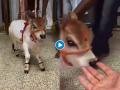 Cute baby cow video: 'त्या'ने घरातच पाळली बुटकी गाय, दिवसाला देते ५ लीटर दूध, दिसायला आहे इतकी सुंदर की... - Marathi News | Video: Cute punganuru baby cow playing around with its owner adorable video goes viral on social media | Latest social-viral News at Lokmat.com