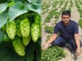 Farmer grown vegetable 1 lakh kg : काय सांगता राव? औरंगाबादच्या शेतकऱ्यानं पिकवली १ लाख रूपये किलोनं विकली जाणारी भाजी; IAS  म्हणाले.... - Marathi News | Farmer grown vegetable 1 lakh kg : Bihar farmer has grown vegetable cost 1 lakh kg ias said game changer | Latest jarahatke News at Lokmat.com