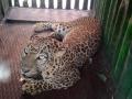 नाशिकमध्ये बिबट्या जेरबंद   - Marathi News | Leopard Catch in Nashik | Latest nashik News at Lokmat.com