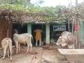 प्राथमिक आरोग्य केंद्राची बनली गोशाळा, रुग्णांच्या जागी जनावरे आणि औषधांऐवजी दिसतेय शेण - Marathi News | Animal communication at health center in Bihar, staff absent | Latest national News at Lokmat.com