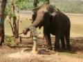 अरे व्वा! हत्तीण माणसासारखे हापसून पिते हापसीतील पाणी; Video व्हायरल - Marathi News | Elephant Operates Hand Pump on His Own to Drink Water in gadchiroli | Latest gadchiroli News at Lokmat.com