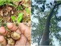 ही आहे भारतातील सर्वात महाग भाजी, एका किलोसाठी मोजावे लागतात तब्बल... - Marathi News | Sarai boda mushroom is the most expensive vegetable in India, you have to pay 2000 for per kilo | Latest national News at Lokmat.com