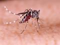 Zika virus: कोरोनापेक्षा अधिक चिंताजनक ठरू शकतो झिका विषाणू, तज्ज्ञांनी दिला गंभीर इशारा  - Marathi News | Zika virus could be more worrying than corona Virus, experts warn | Latest national News at Lokmat.com