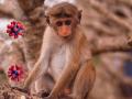 After COVID-19, China reports first human infection of Monkey B virus - Hindi News | After COVID-19, China reports first human infection of Monkey B virus | Latest international Photos at Lokmattimes.com