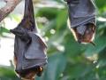 Nipah virus: निपाह विषाणूचा धोका वाढला, अशी आहेत लक्षणे आणि त्यापासून बचावाचे उपाय  - Marathi News | Nipah virus: Increased risk of Nipah virus, symptoms and measures to prevent it | Latest national News at Lokmat.com