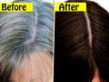 How to get black hair : फक्त ५ रूपयांच्या कढीपत्त्यानं मिळवा काळेभोर, दाट केस; पांढऱ्या केसांचं टेंशन कायमचं विसराल - Marathi News | Premature Grey Hair Treatment : Ayurvedic expert tips to use curry leaves oil treatment for premature hair and hair fall | Latest sakhi News at Lokmat.com