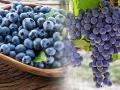 Health Benefits of grapes: द्राक्षांचा मौसम आहे भरपूर द्राक्ष खा; 5 फायदे मिळवा! ऐका शिल्पा शेट्टीचा द्राक्ष स्पेशल सल्ला.. - Marathi News | Actress shilpa shetty says 5 main benefits of eating grapes, why grapes are important for health? | Latest sakhi News at Lokmat.com