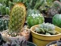 Succulent's Care: सकलंट्स रोपं नेहमीच जळून जातात? काय चुकतं नेमकं? अशी घ्या काळजी! करा ३ गोष्टी.... - Marathi News | | Latest sakhi News at Lokmat.com