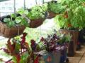 Gardening Tips: नर्सरीतून आणलेलं रोप कुंडीत लावताना लक्षात ठेवा १० गोष्टी, रोप जगेल छान - Marathi News | | Latest sakhi News at Lokmat.com