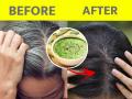 White Hair Remedies : केस दिवसेंदिवस जास्तच पांढरे होत चाललेत? फक्त १ उपाय, म्हातारे होईपर्यंत काळेभोर राहतील केस - Marathi News | White Hair Remedies : Papaya leaf for grey hair know how to use for hair growth | Latest sakhi News at Lokmat.com